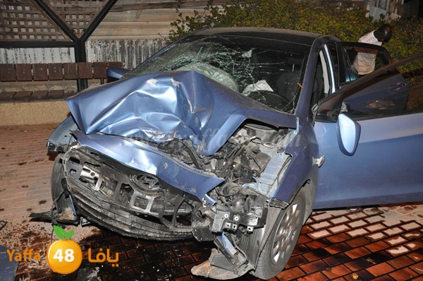 acc 7eshmona2em palmtree (7).JPG